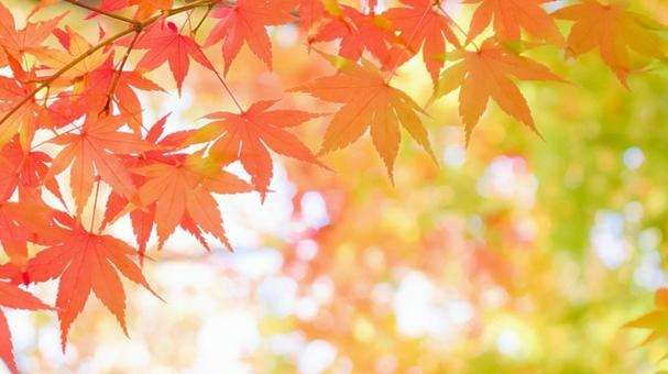 【東京　三味線教室】９月３０日(金)　紅葉の見頃予想発表日