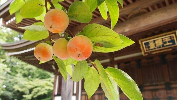 １０月２１日(月)　禅寺丸柿の日