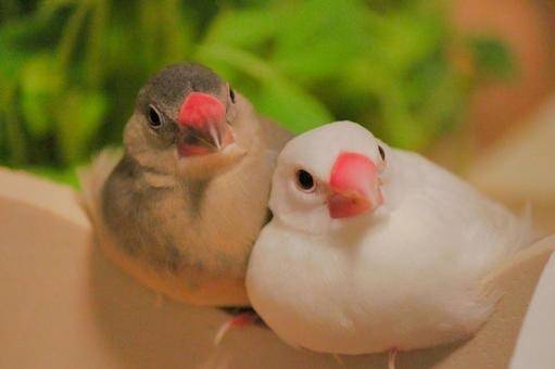 １０月２４日(木)　文鳥の日