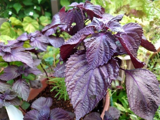 ６月１４日(土)　へきなん赤しその日