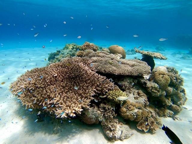 ３月５日(木)　サンゴの日