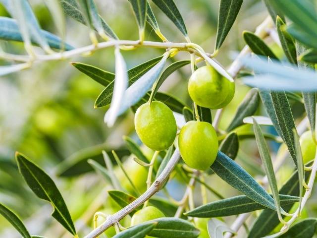 ３月１５日(日)　オリーブの日