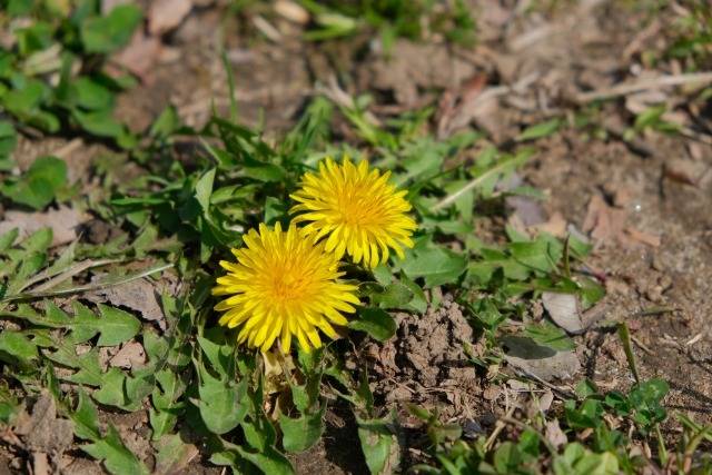 ３月２０日(金)　春分