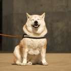 ３月２５日(水)　笑顔表情筋の日