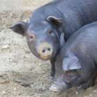 ４月４日(土)　うちなーうゎーししの日